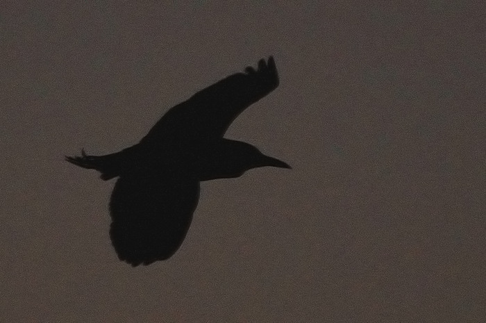 34.jpg - Kwak (Night Heron, Nycticorax nycticorax). Molsbroek, Lokeren. 21/08/2009. Copyright: Joris Everaert. Nikon D300, Sigma APO 500mm f4.5 EX DG HSM